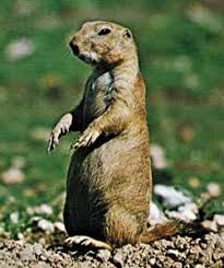 prairie dog